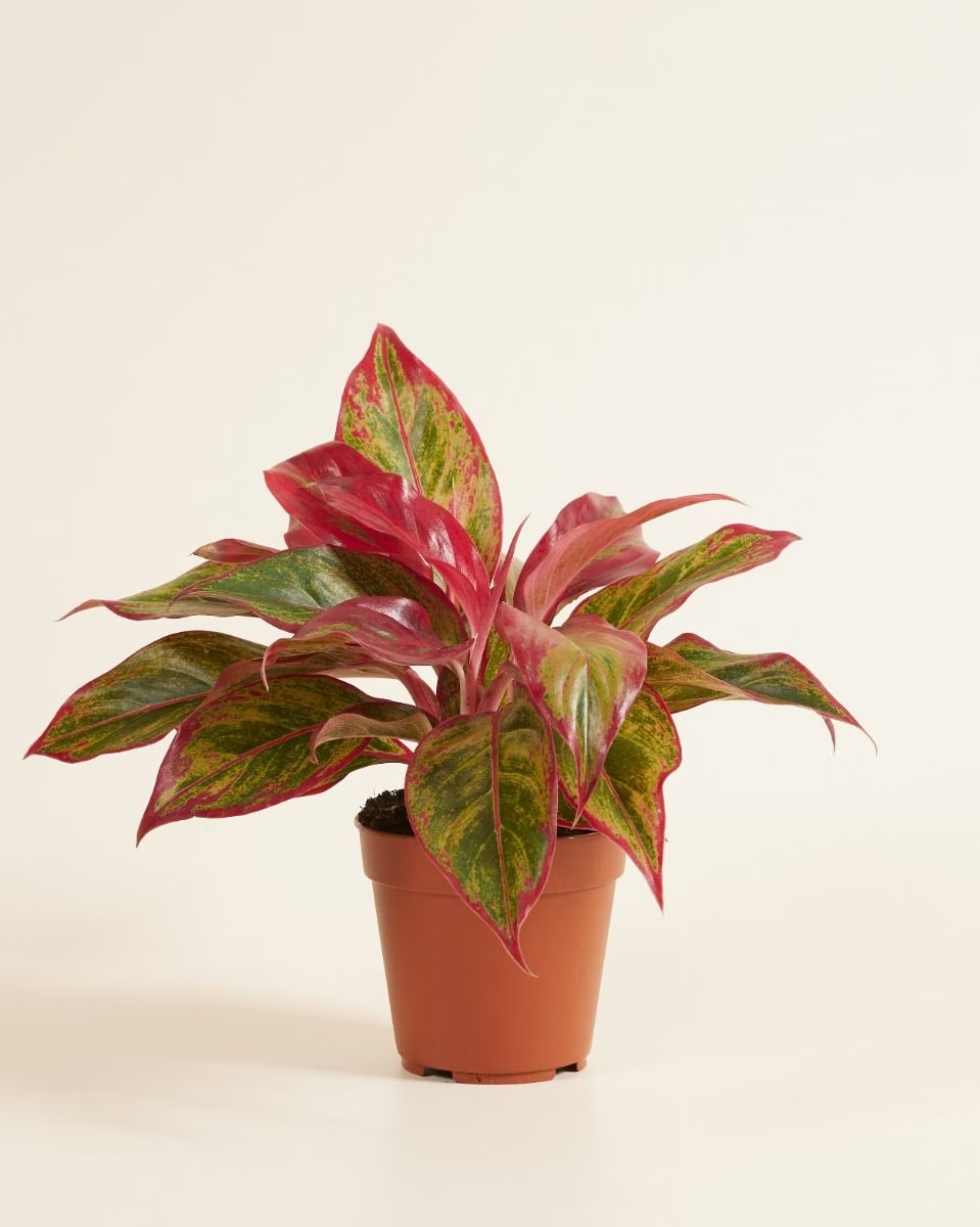 aglaonema creta size Aglaonema Creta Flame – NABAT