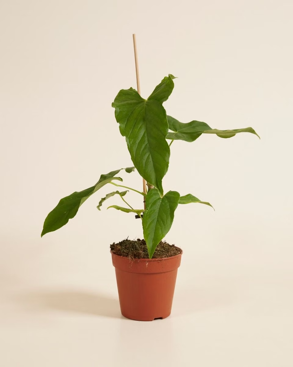 anthurium balaoanum care Anthurium Balaoanum – NABAT