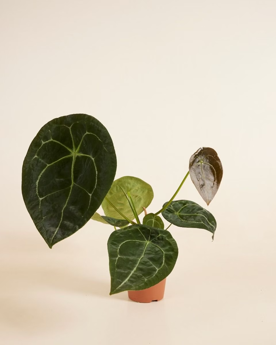 anthurium forgeti Anthurium Forgetii – NABAT