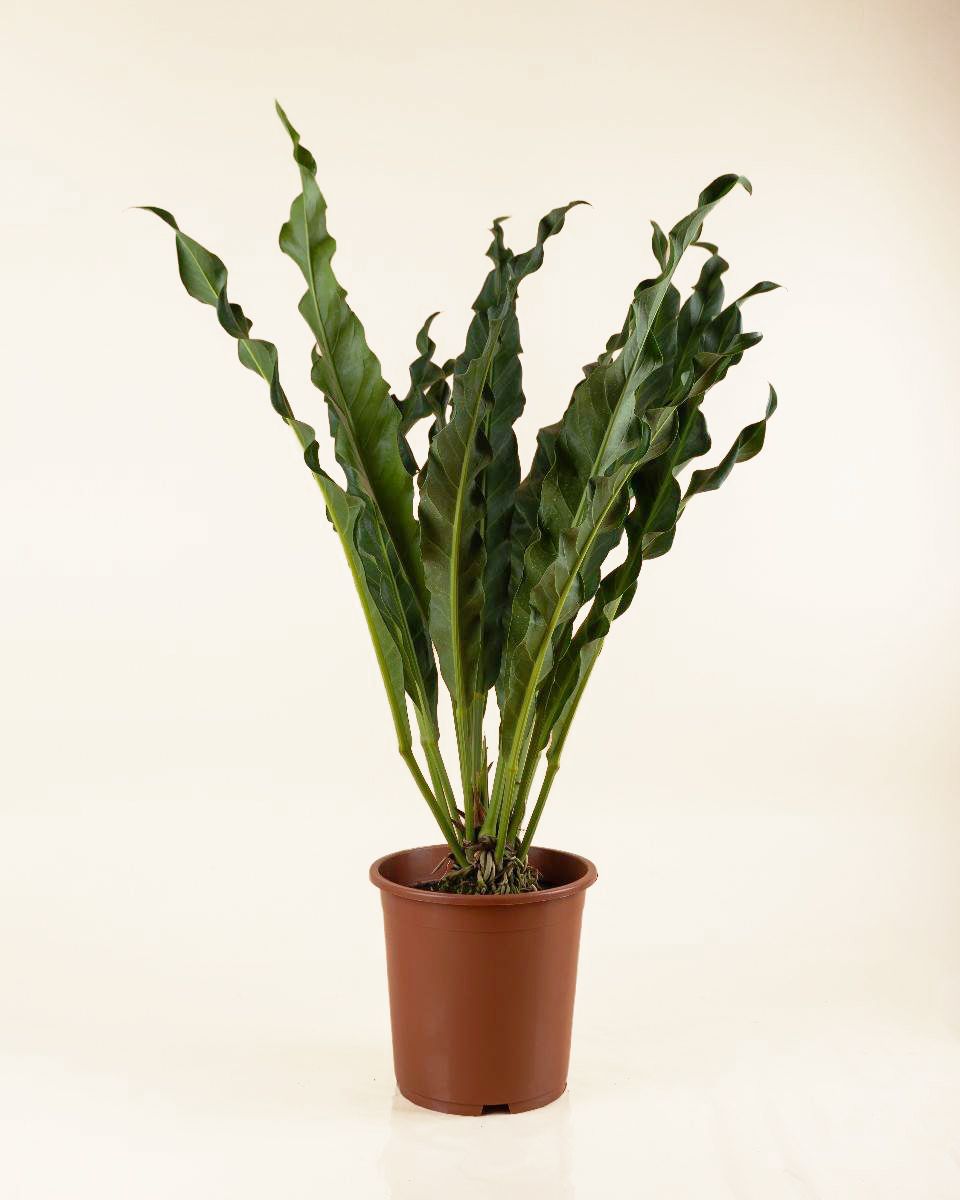renaissance anthurium Anthurium Renaissance