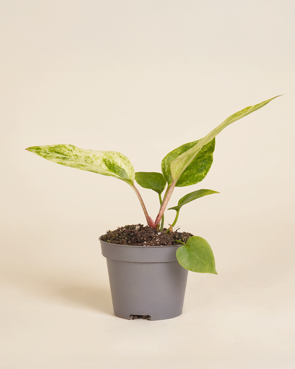 anthurium renaissance plant Baby Anthurium Renaissance Variegata – NABAT
