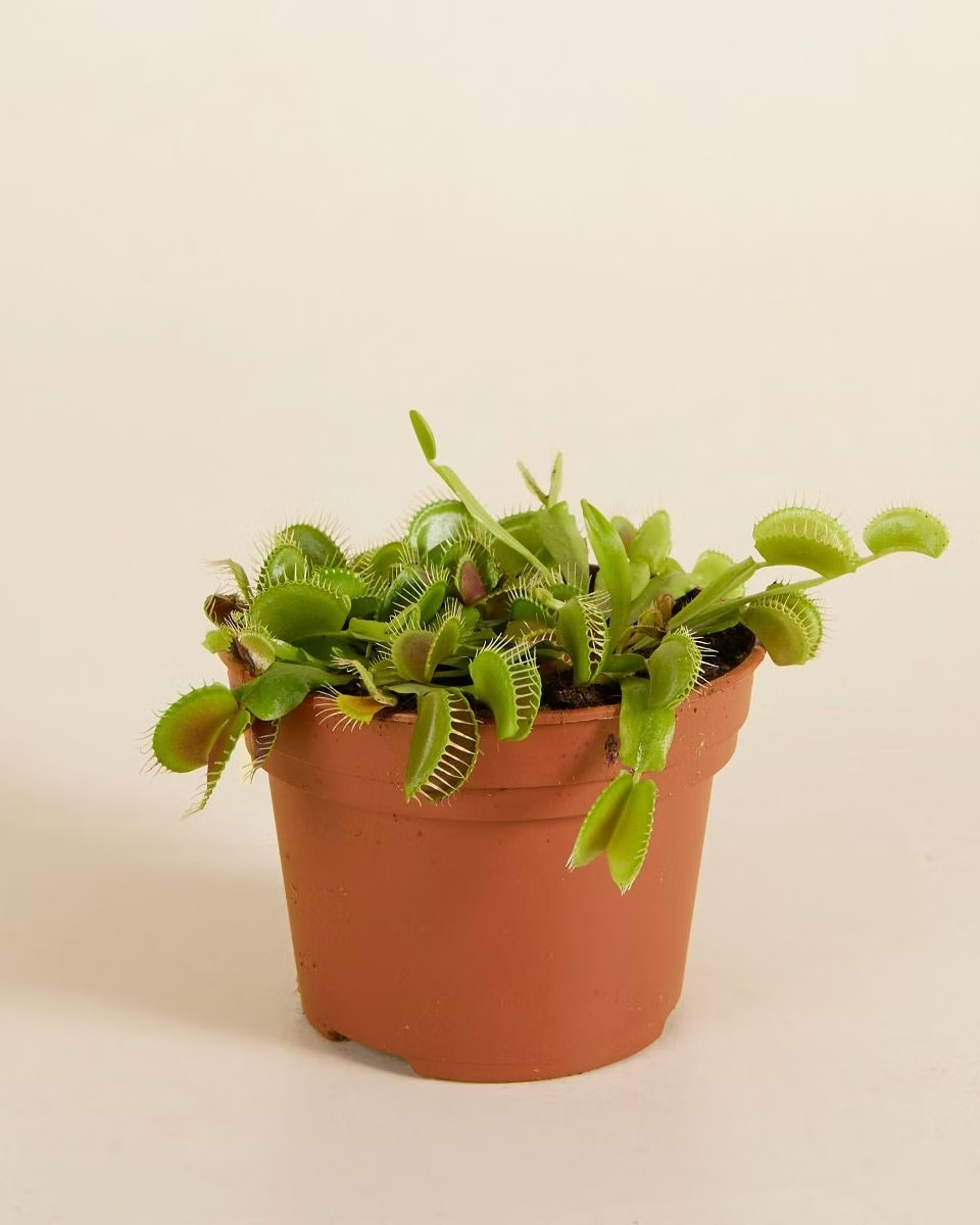 dionaea plant Dionaea Muscipula (Venus Flytrap) – NABAT