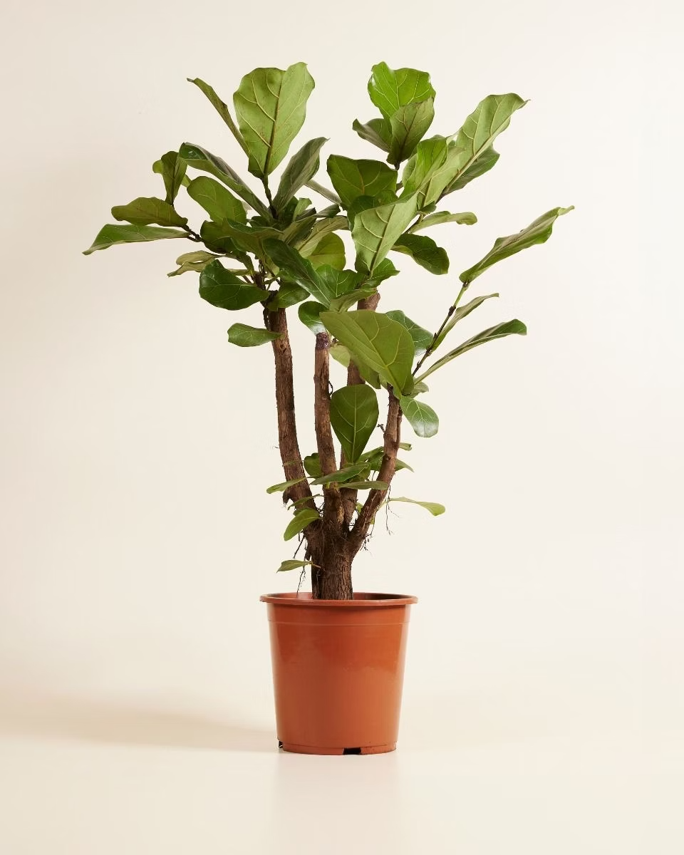 is ficus lyrata the same as fiddle leaf fig Ficus Lyrata Branched (Fiddle Leaf Fig) – NABAT