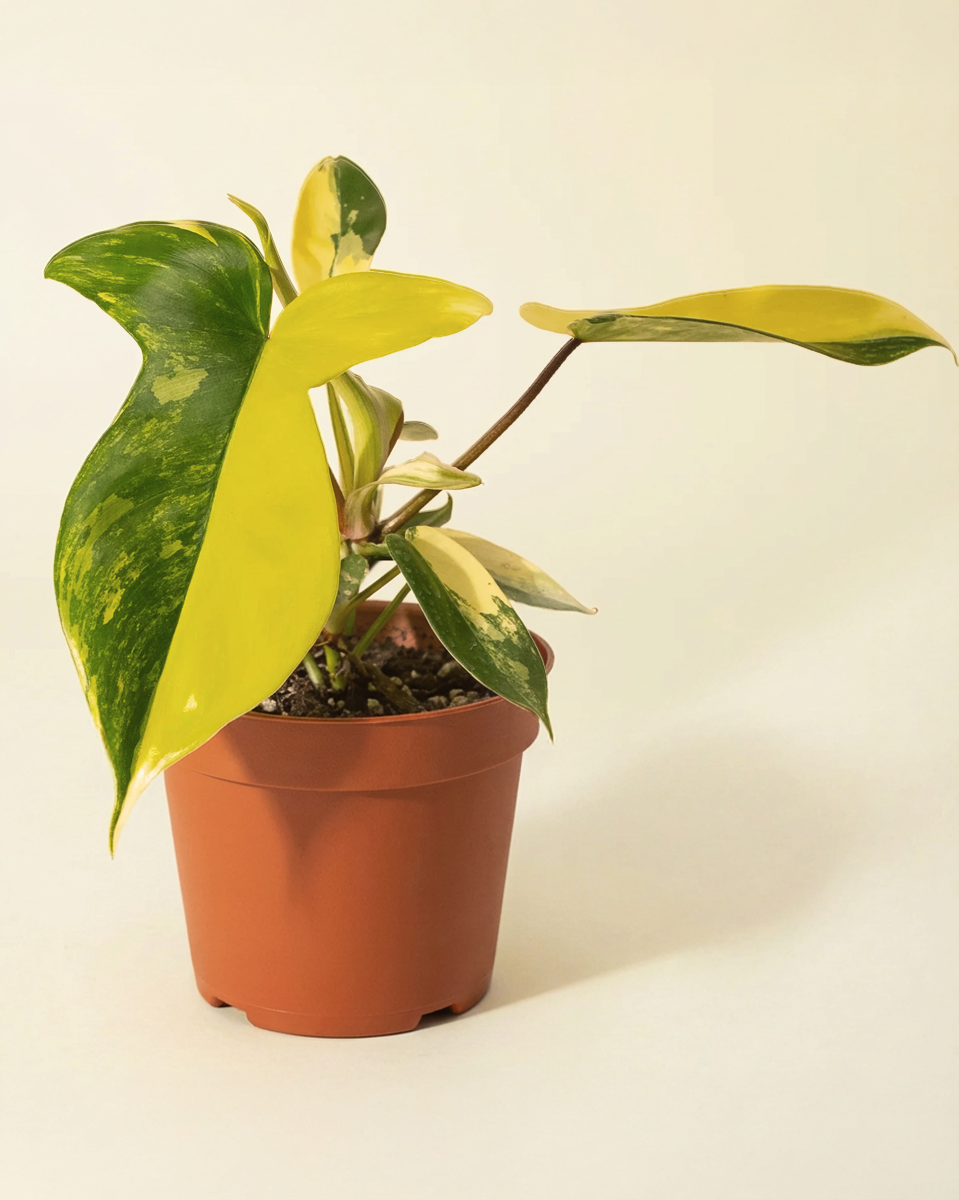 buy florida beauty philodendron Philodendron Florida Beauty – NABAT