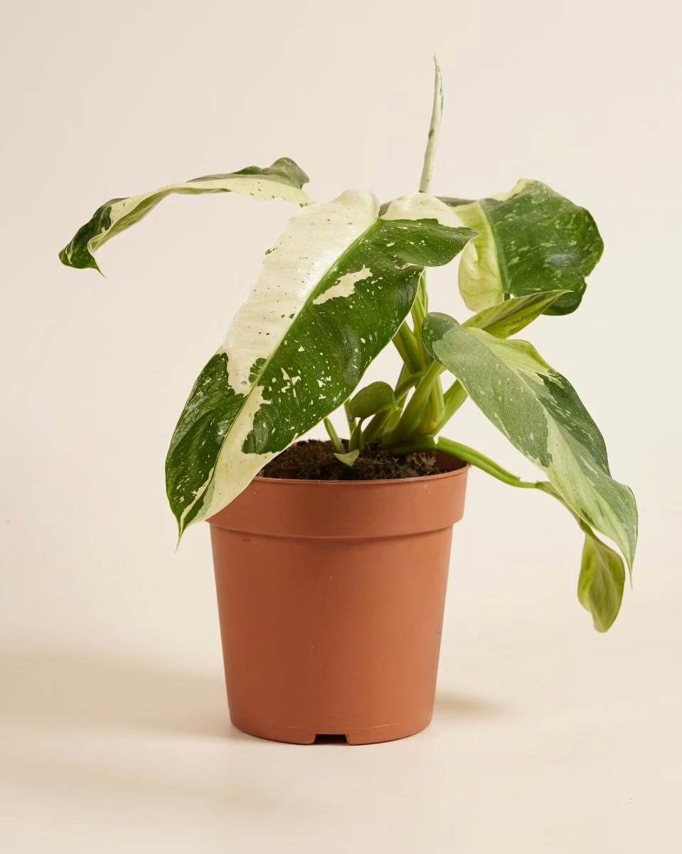 philodendron jose buono stable variegation Philodendron Jose Buono – NABAT