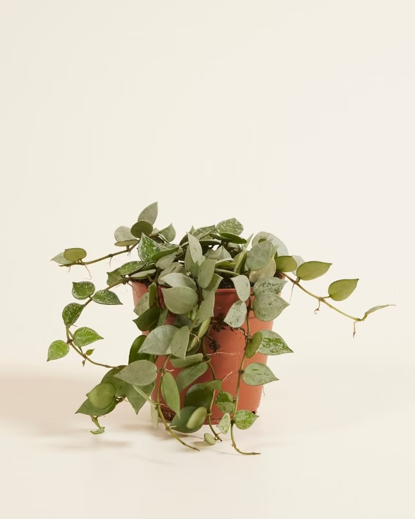 hanging wax plant Hoya Kroniana Eskimo (Wax plant) – NABAT