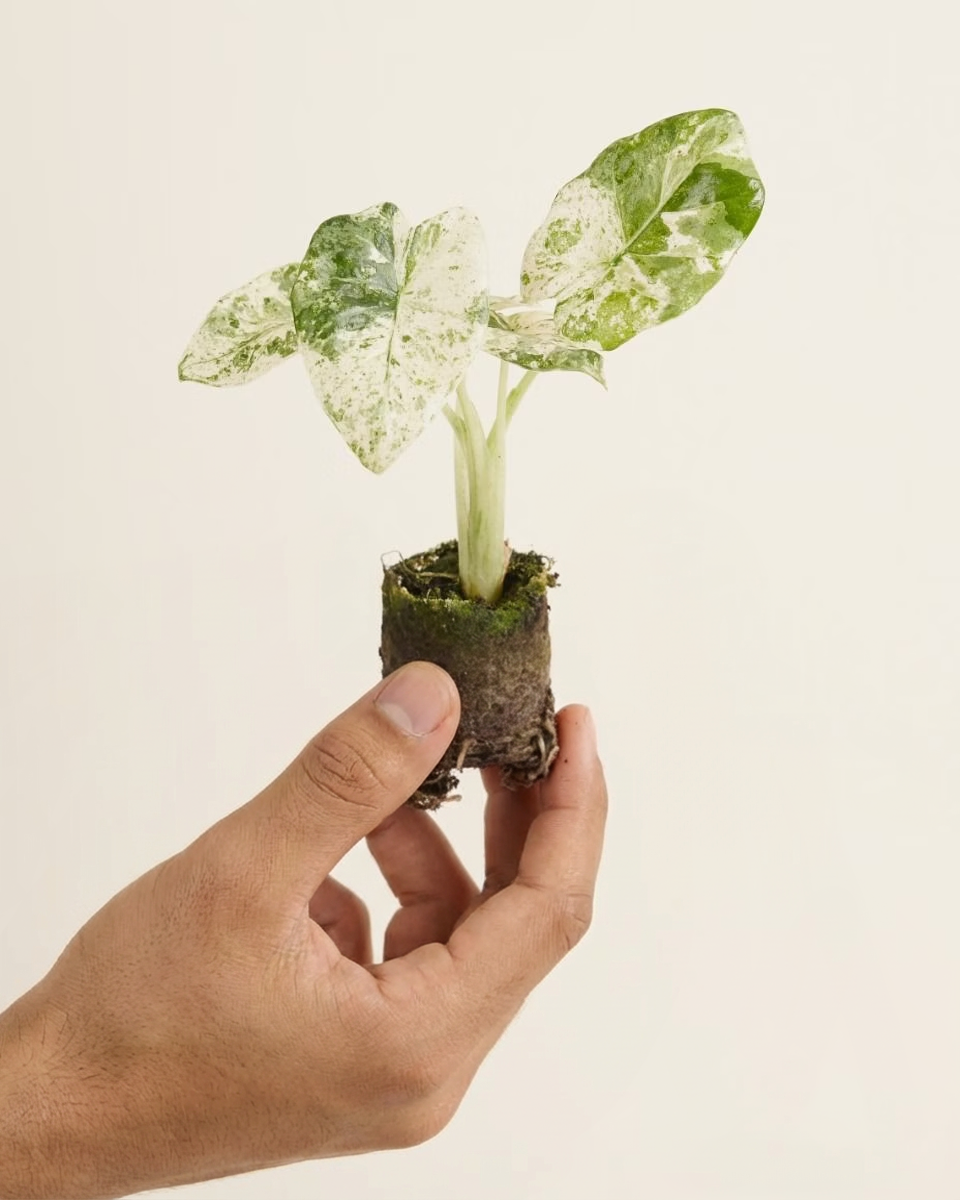 alocasia macrorrhiza variegata splash Baby Macrorrhiza Splash ألوكاسيا مبرقش – NABAT