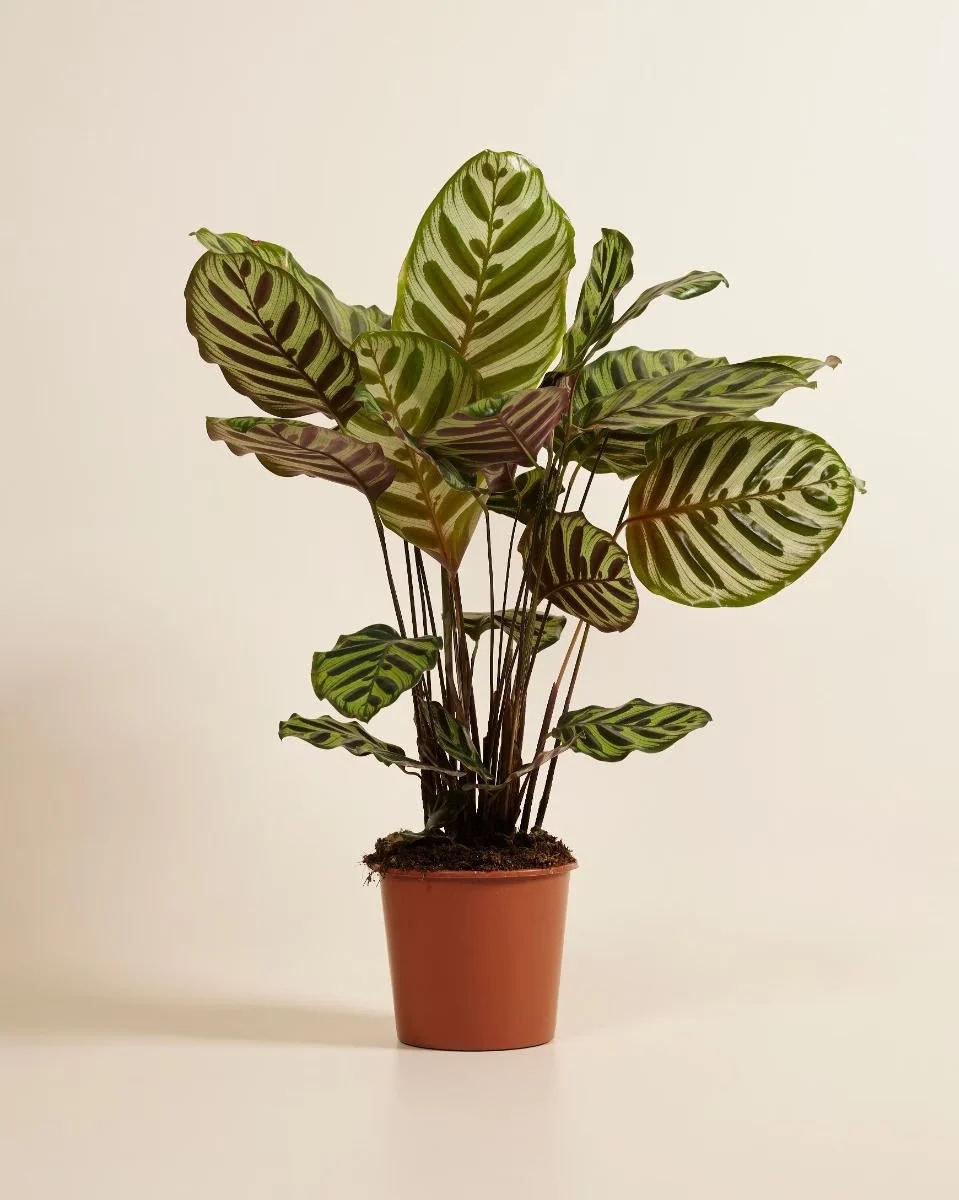 Calathea Makoyana