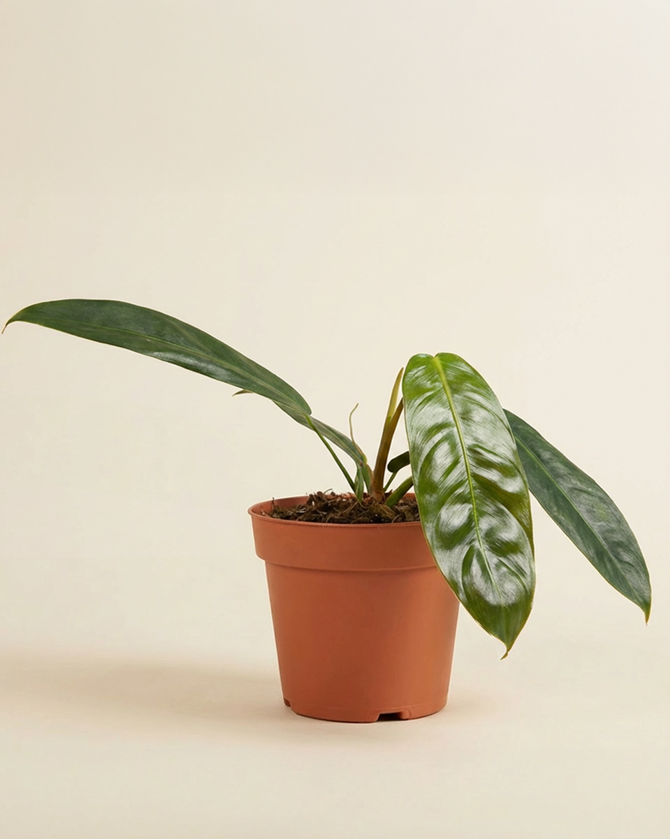 philodendron patricia Philodendron Patriciae – NABAT