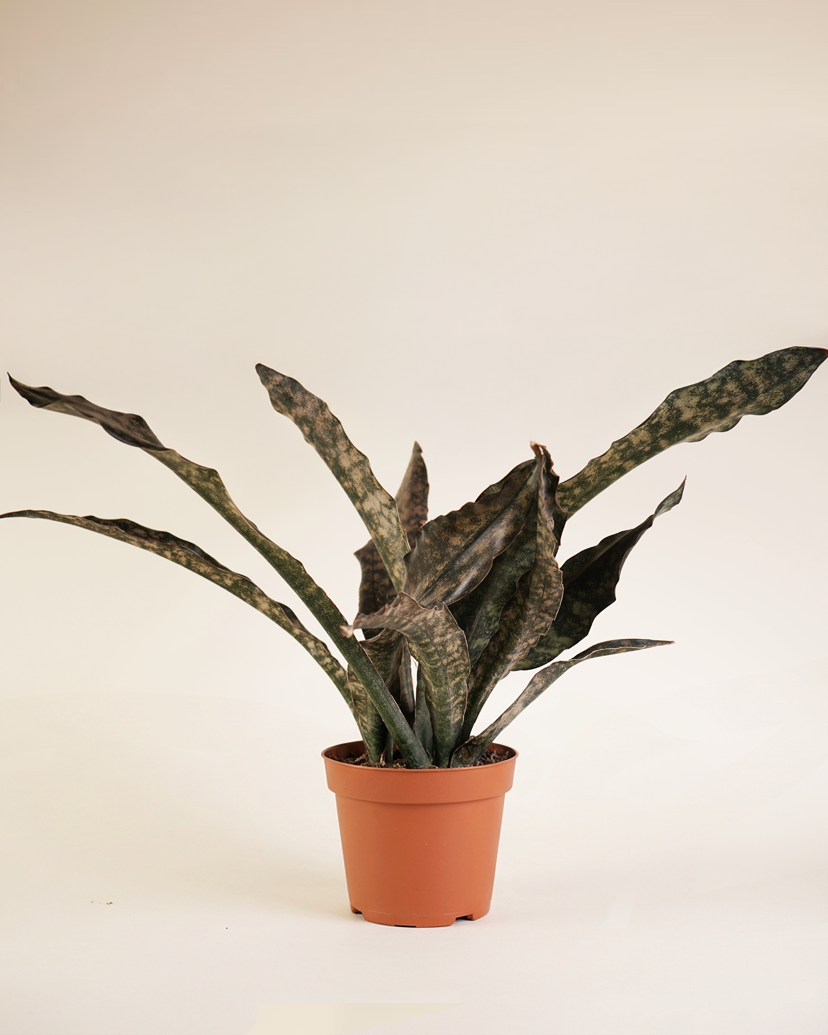 Kyaaro Sansevieria Kirkii (Copper Tone Snake Plant) – NABAT
