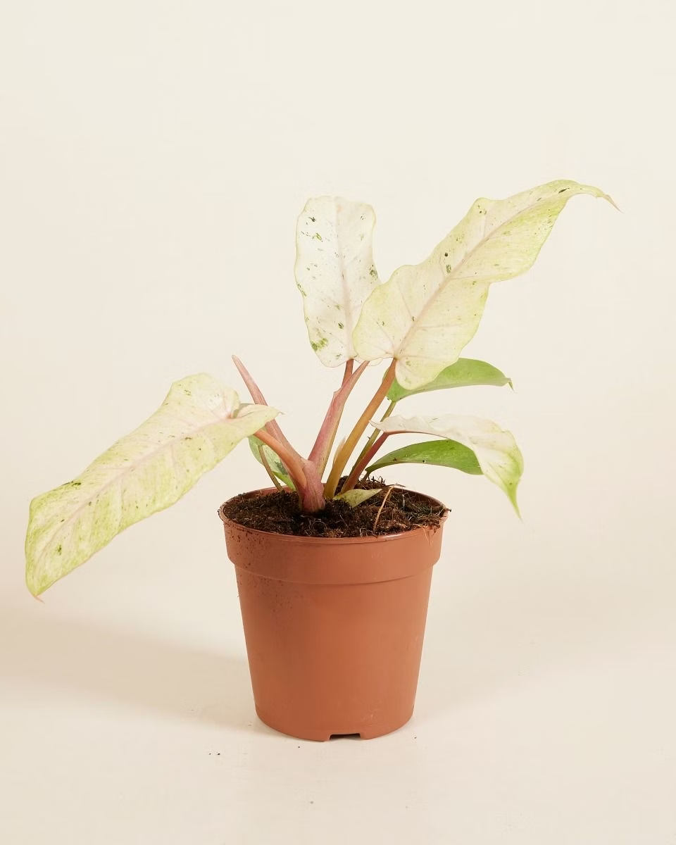 philodendron snowdrift variegated Philodendron Snowdrift فيلوديندرون نبات داخلي – NABAT