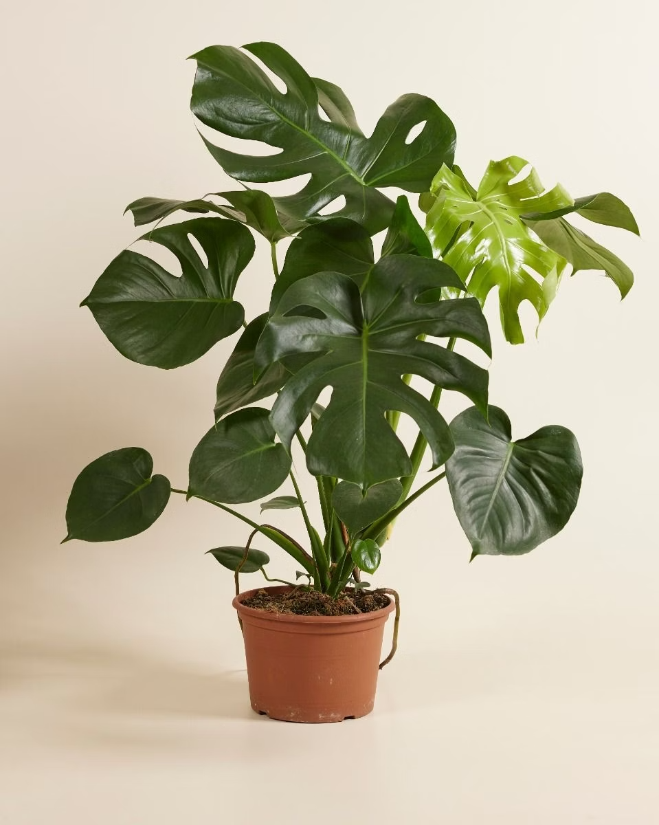 Monstera Deliciosa – NABAT