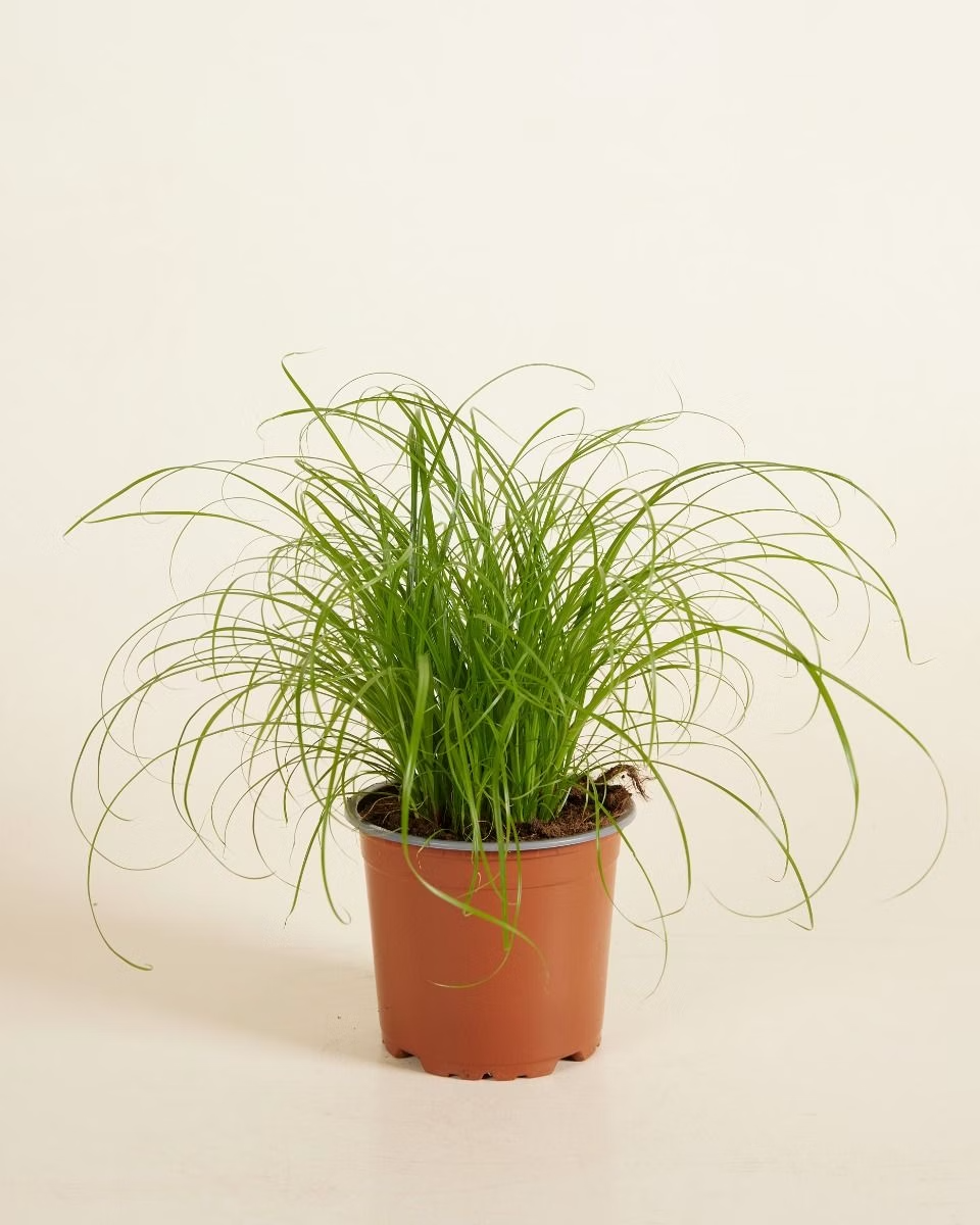 parasol palm plant Cyperus Alternifolius Zumula (Umbrella Palm) – NABAT