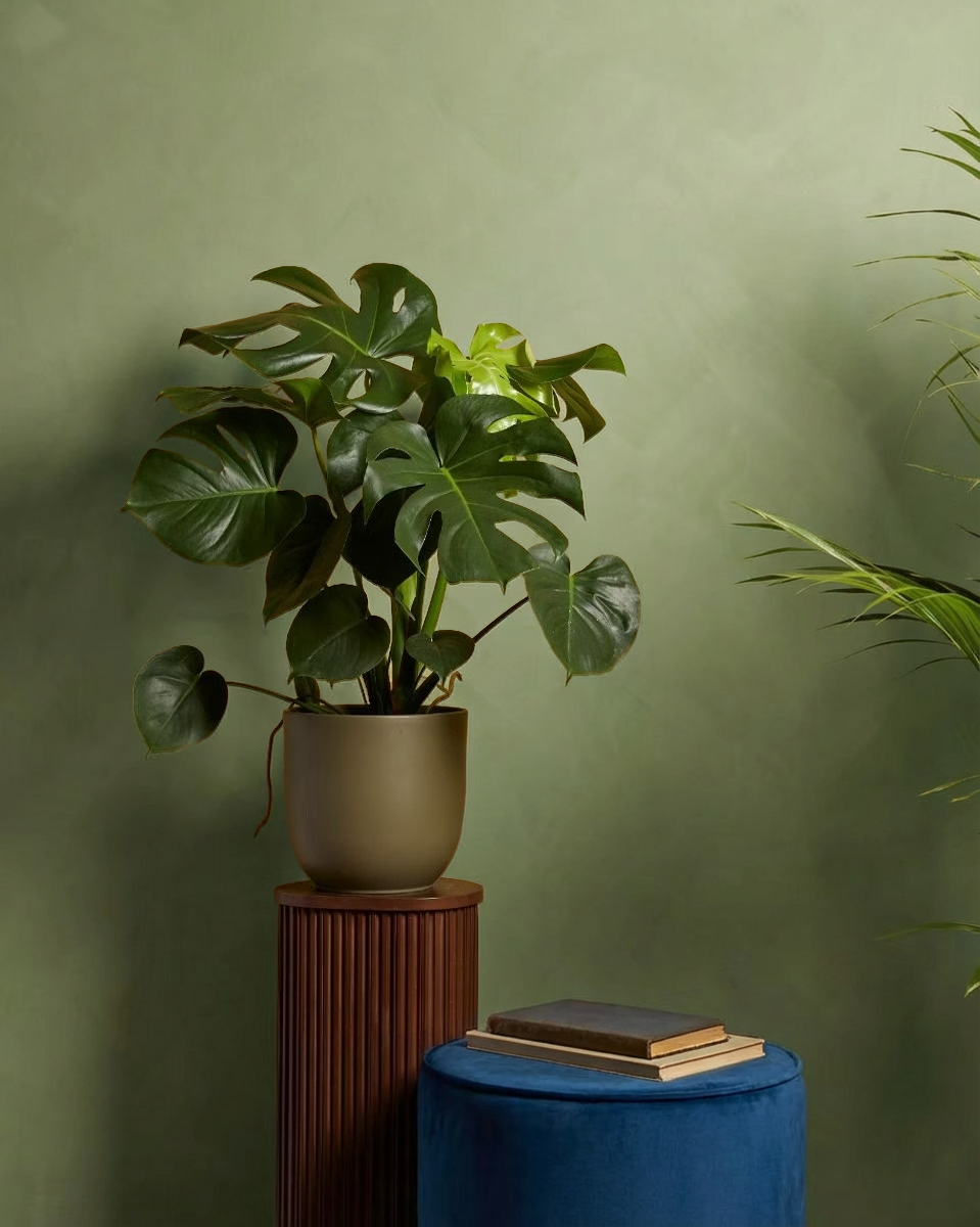 Monstera Deliciosa – NABAT