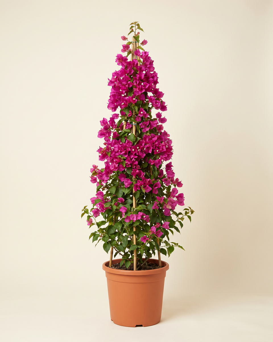 Bougainvillea Pyramidal Shape 45cm