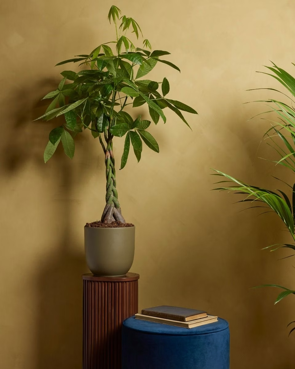 Pachira Aquatica (Money tree) – NABAT