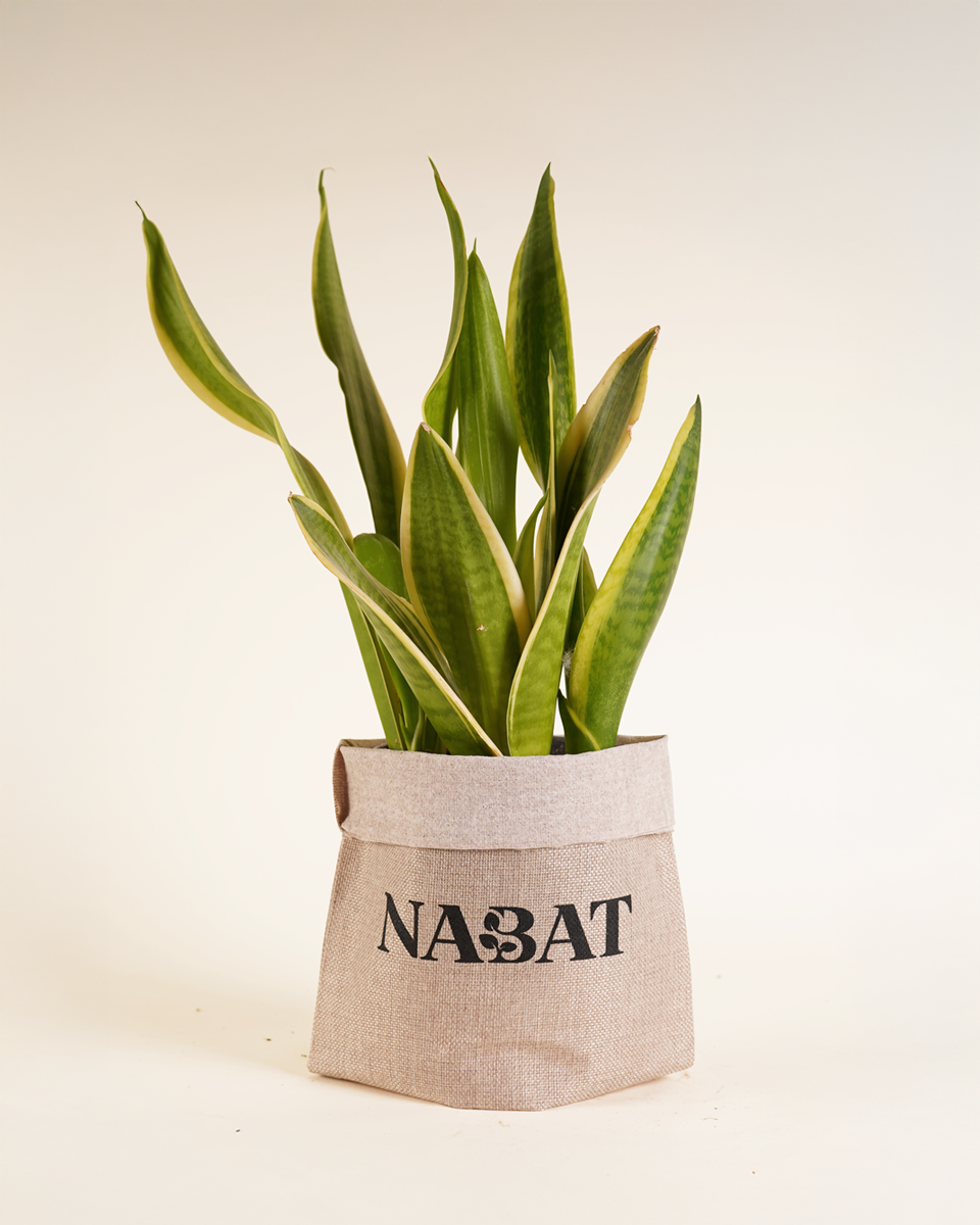 snake plant as a gift Snake Plant with Gift Bag – NABAT
