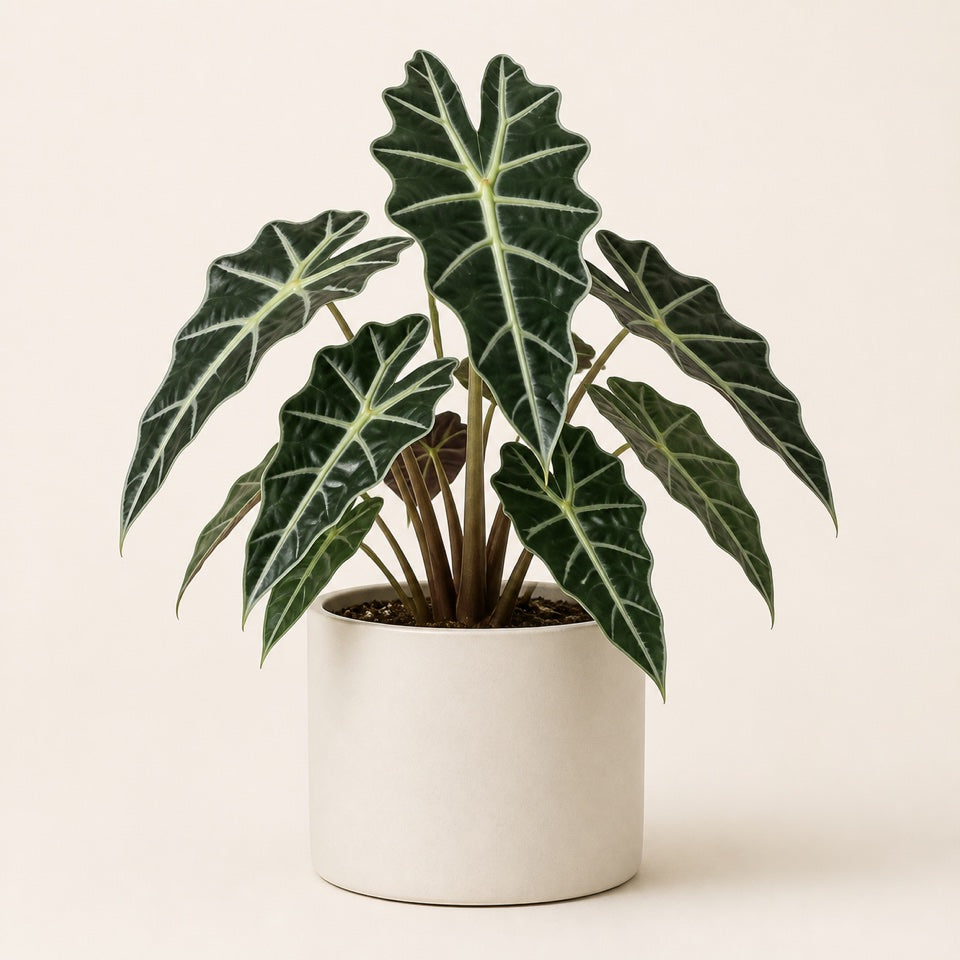 Complete Alocasia Care Guide Kuwait