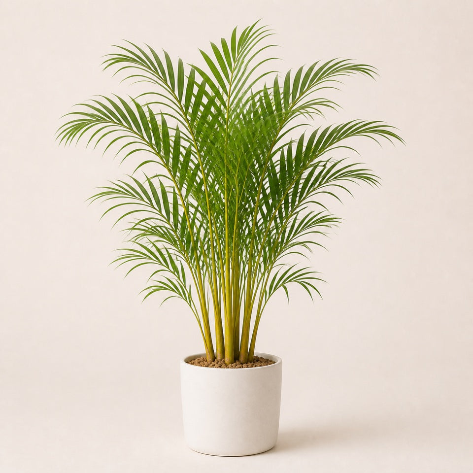 Palm Care Guide (Indoor Decorative Palms)