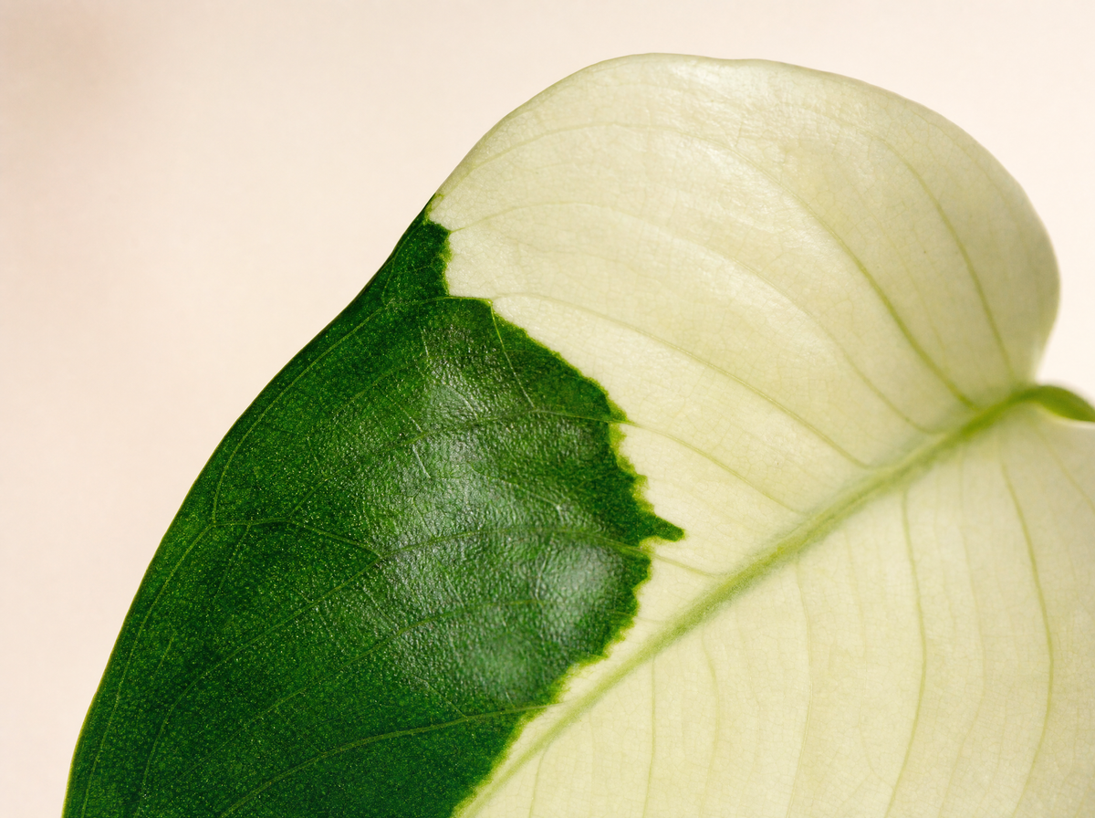 Macro of a leaf showing the boundary between green and variegated tissue