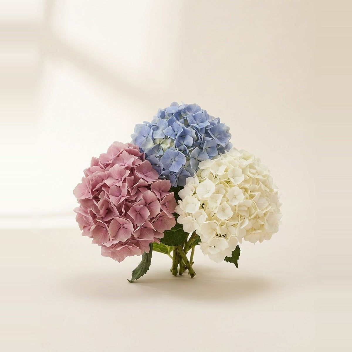 Hydrangea — three bunches of hydrangeas in white, blue and pink