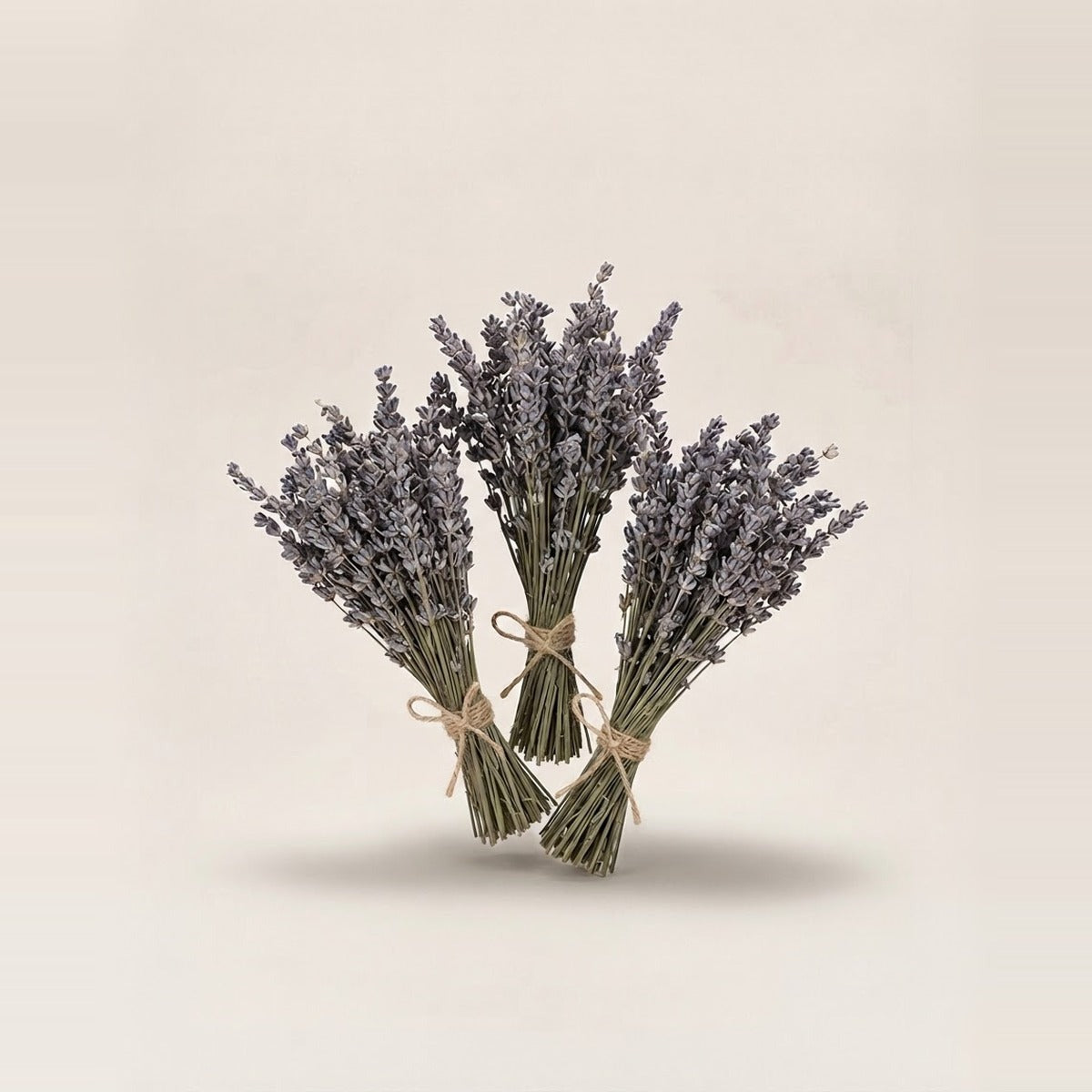 Lavender — three bunches of dried lavender tied with twine