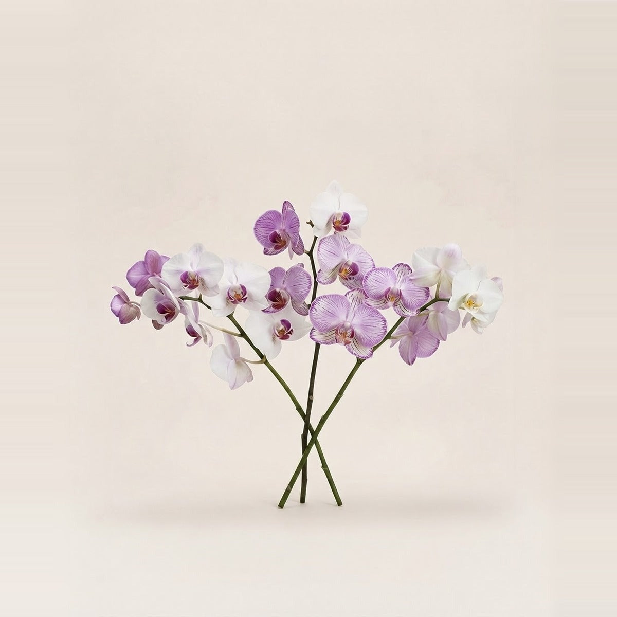 Orchids — three orchid stems in white and purple laid together