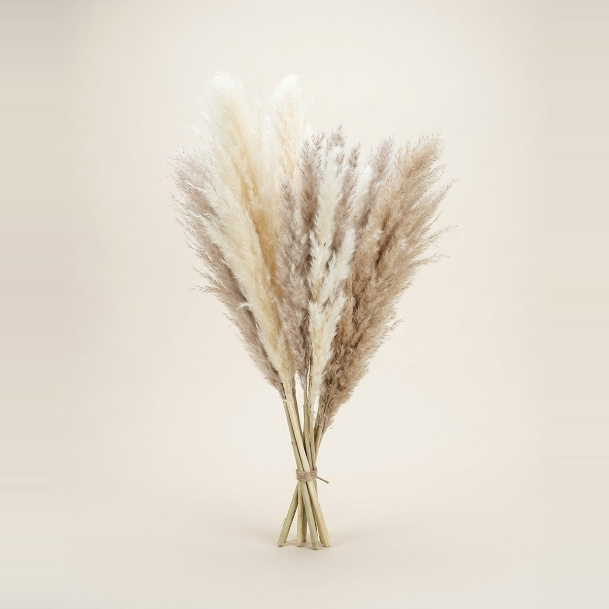 Pampas & Dried Grasses — three bunches of pampas grass plumes in cream and beige