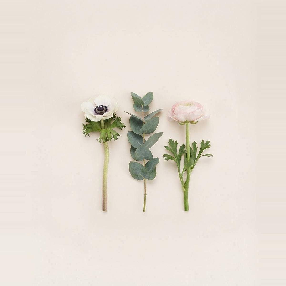 Single Stems — three single flower stems laid side by side