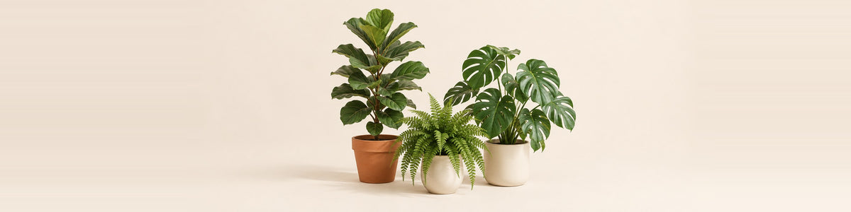 Artificial Plants — a group of realistic artificial silk houseplants - a fiddle leaf fig, a monstera and a fern - in plain terracotta and cream ceramic pots