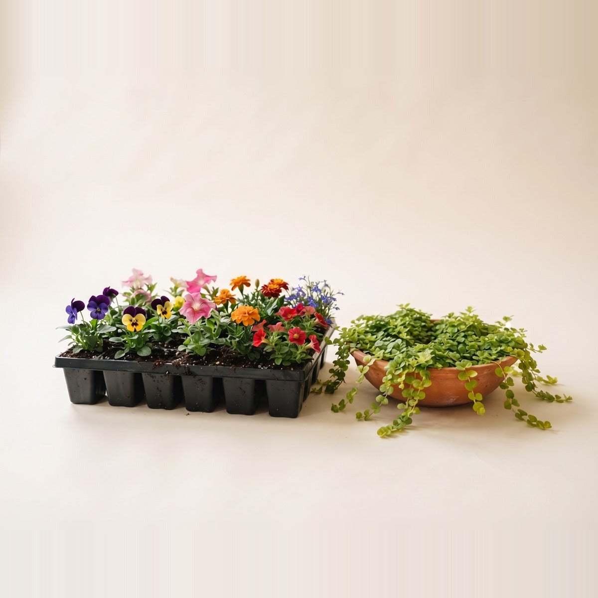 Bedding & Ground Cover — low spreading bedding plants and ground cover in flower - petunias, verbena and creeping thyme - in shallow terracotta bowls