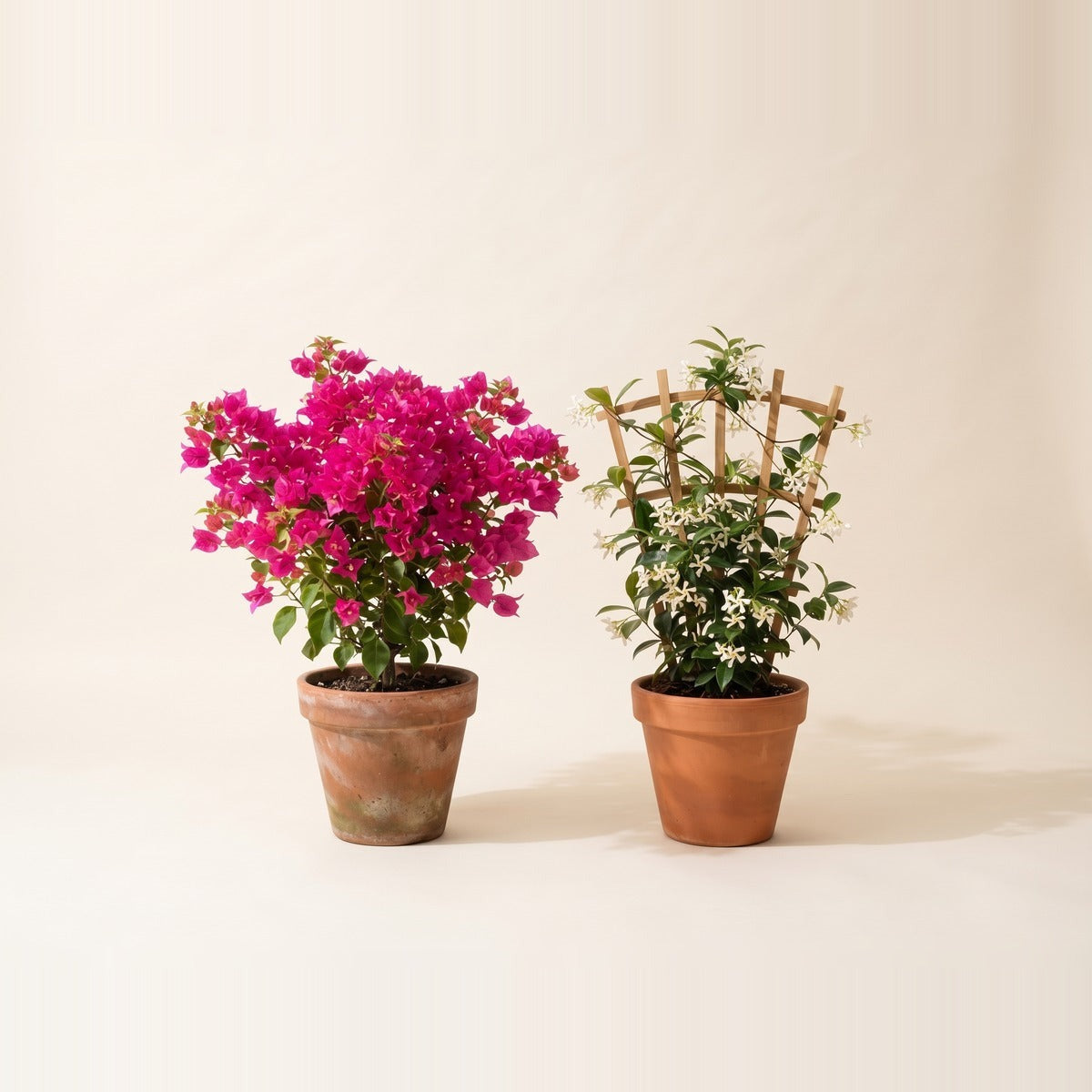 Flowering Shrubs & Climbers — flowering garden shrubs and climbers in bloom - a bougainvillea, a hibiscus and a jasmine climber - in large terracotta pots