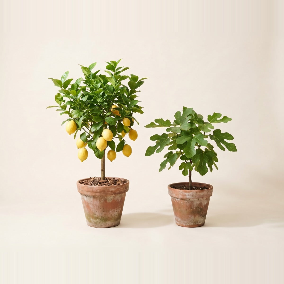 Fruiting Plants — potted fruiting plants bearing fruit - a fig tree, a pomegranate and a small guava - in large terracotta pots