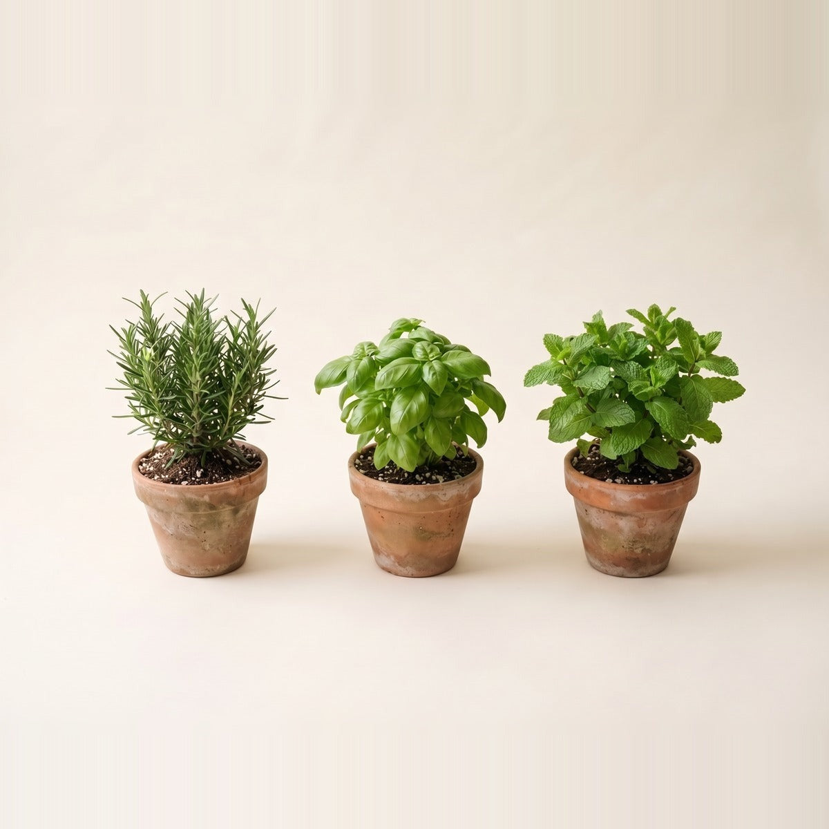 Edible Plants — edible potted plants - a cherry tomato plant with fruit, a chilli plant and a strawberry plant - in terracotta pots