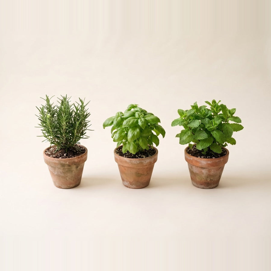 أعشاب ونباتات عطرية