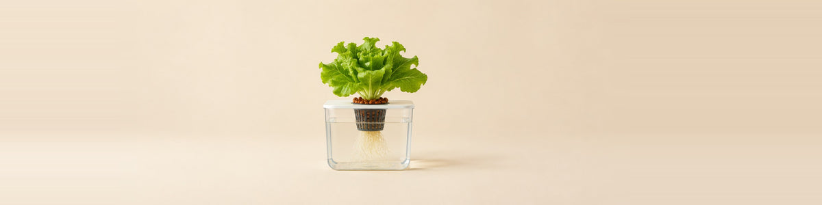 Hydroponics — a hydroponic growing setup - a net pot with a leafy lettuce plant, clay pebbles and a clear reservoir with clean water