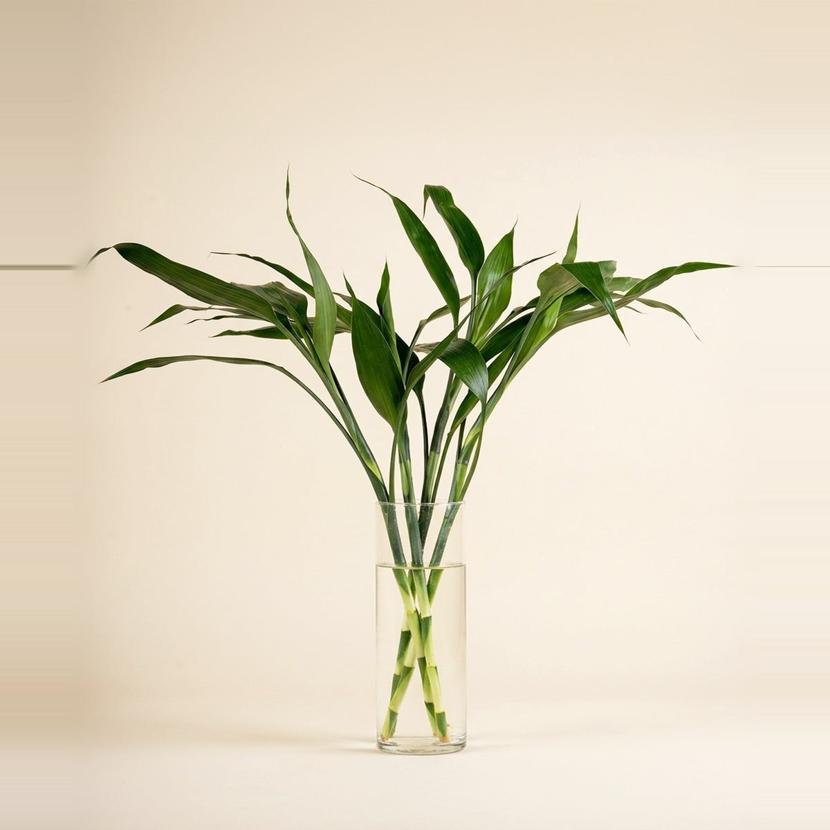 Lucky Bamboo & Water Plants — lucky bamboo stalks and water plants in a clear glass vase with pebbles and clean water, beside a small ceramic bowl