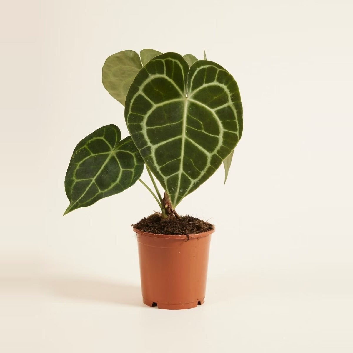 Indoor Flowering Plants — flowering indoor plants - an anthurium, a peace lily in bloom and a flowering kalanchoe - in cream ceramic pots
