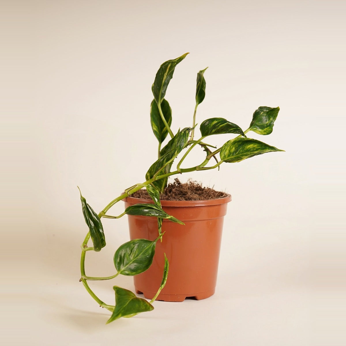 Hanging & Trailing Plants — trailing indoor plants - a pothos, a string of hearts and a philodendron - cascading from raised cream ceramic pots