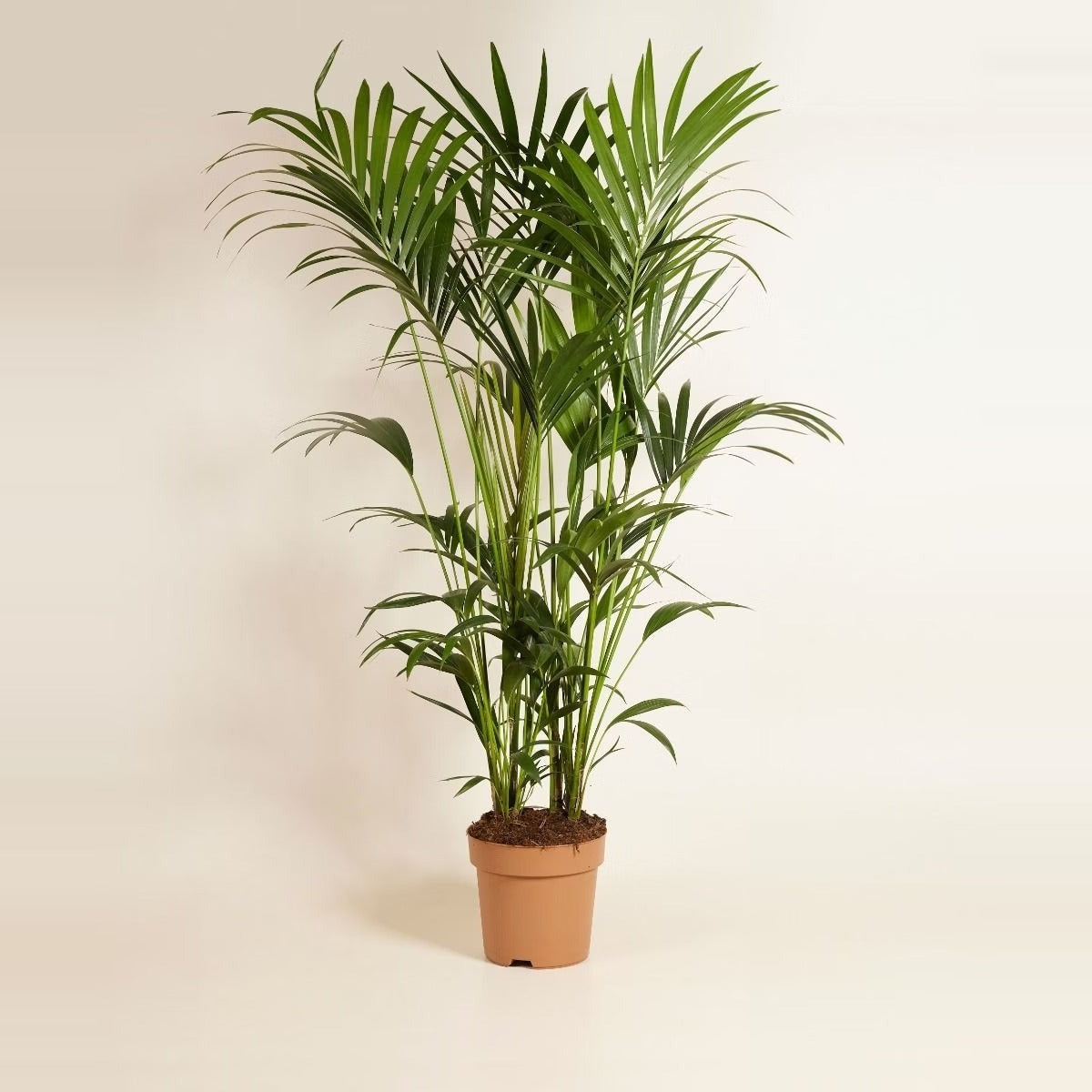 Indoor Palms — three indoor palms - an areca, a kentia and a parlour palm - in large terracotta and cream pots