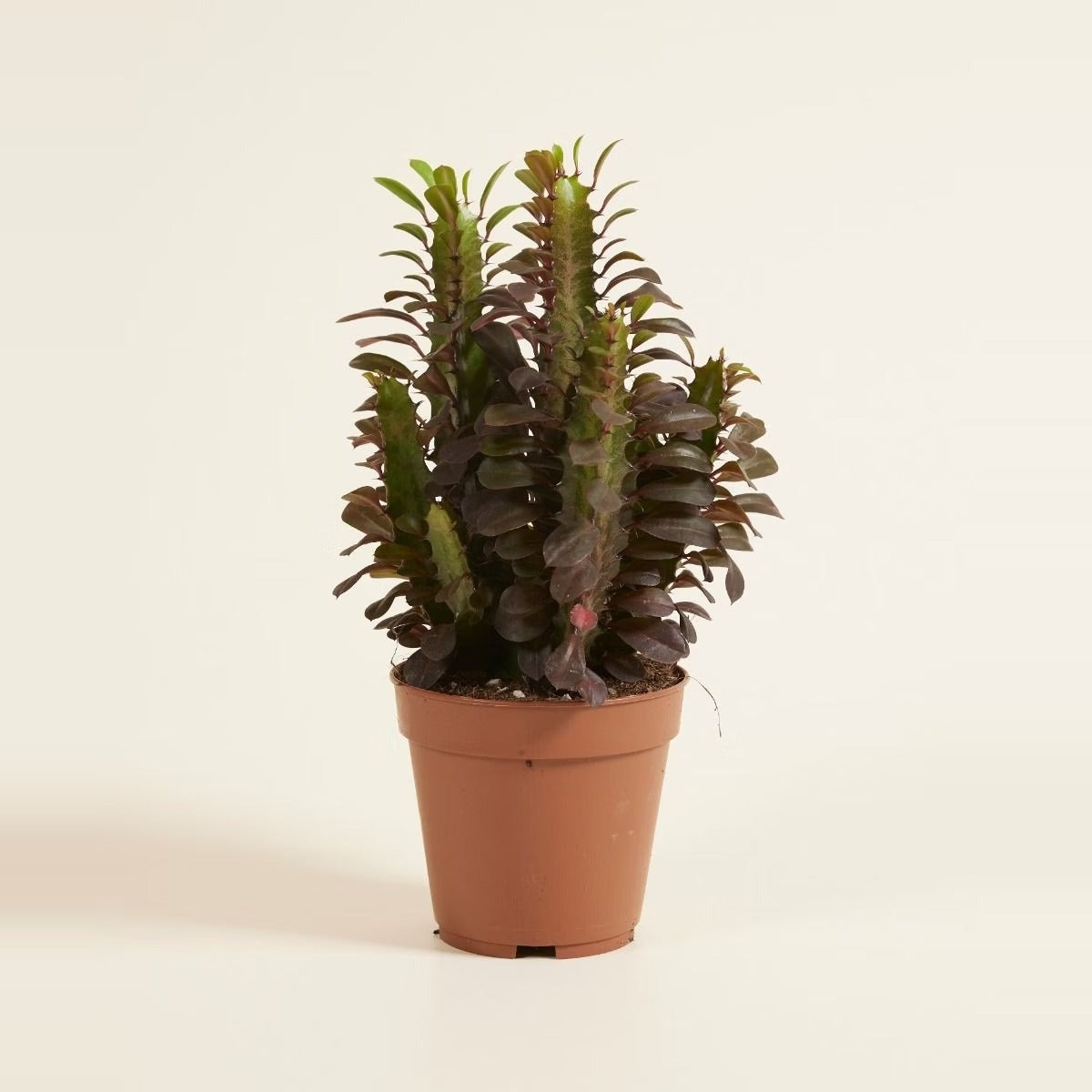 Indoor Succulents & Cacti — an arrangement of small indoor succulents and cacti in little terracotta and cream pots on a cream surface