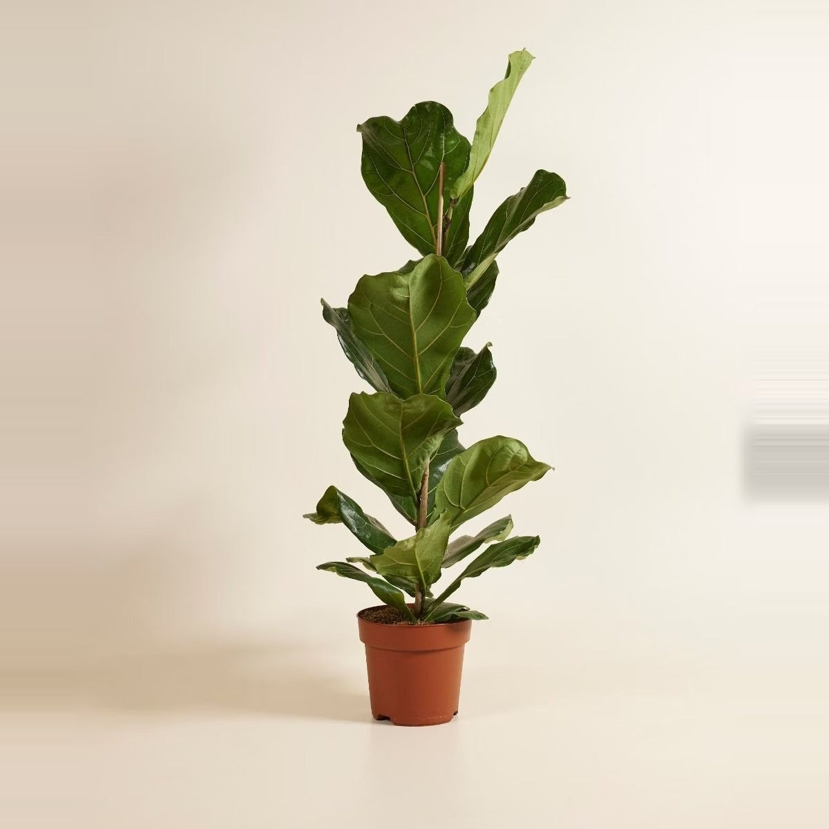 Indoor Trees — three tall indoor trees - a fiddle leaf fig, a rubber tree and a dracaena - in large terracotta floor pots
