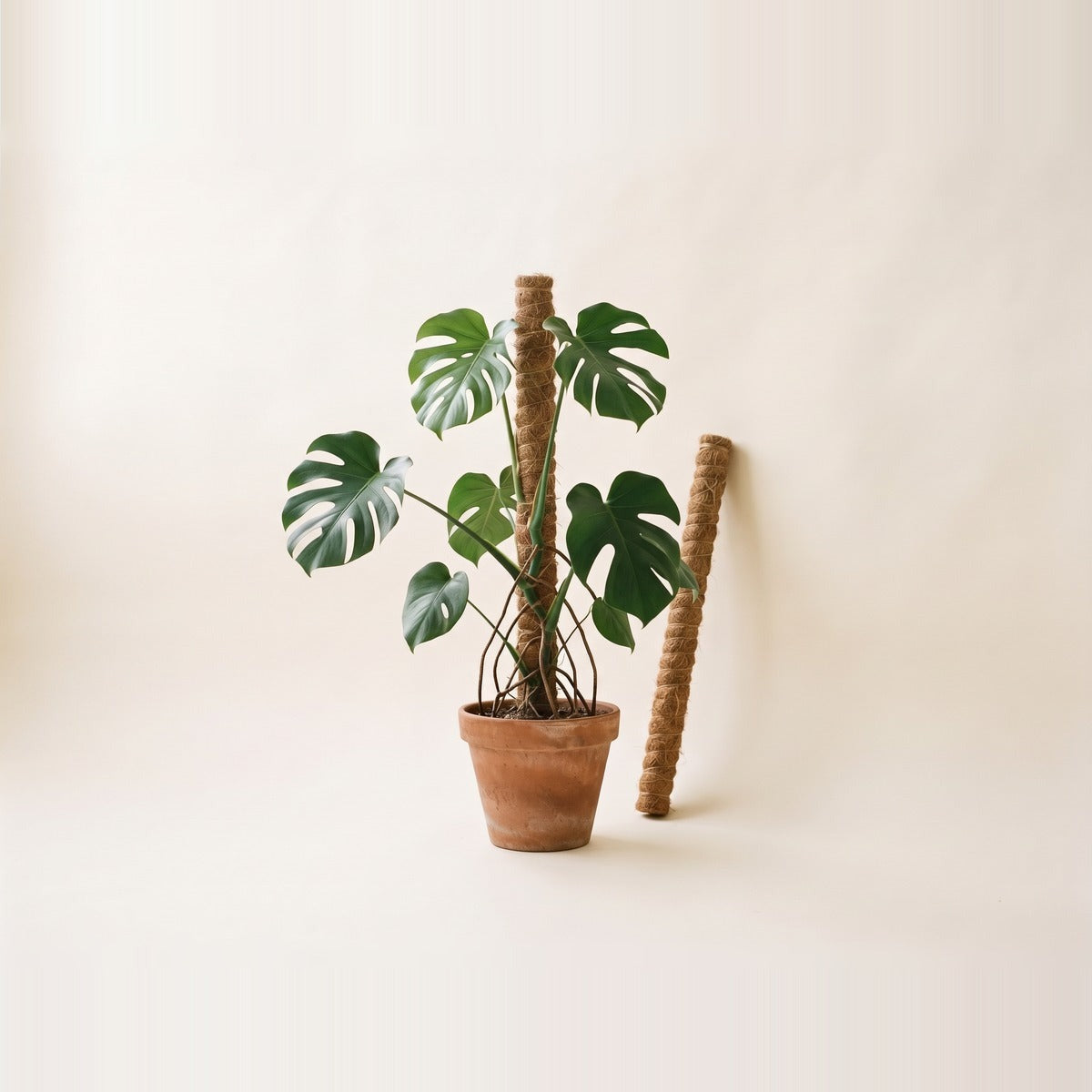 Moss pole — two coir moss poles standing in terracotta pots, one with a monstera climbing up it, plus a spare pole leaning