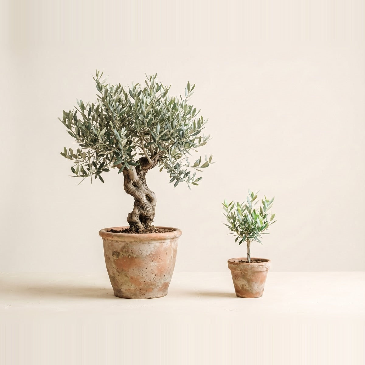 Olea — two potted olive trees with silvery green leaves in large terracotta pots