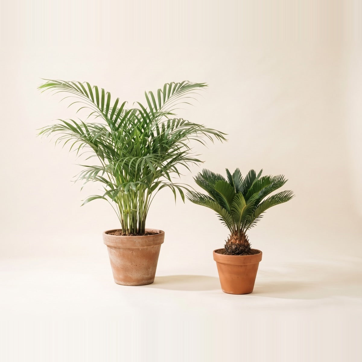 Palms — four palms of different heights - areca, date palm, kentia and a fan palm - in large terracotta pots