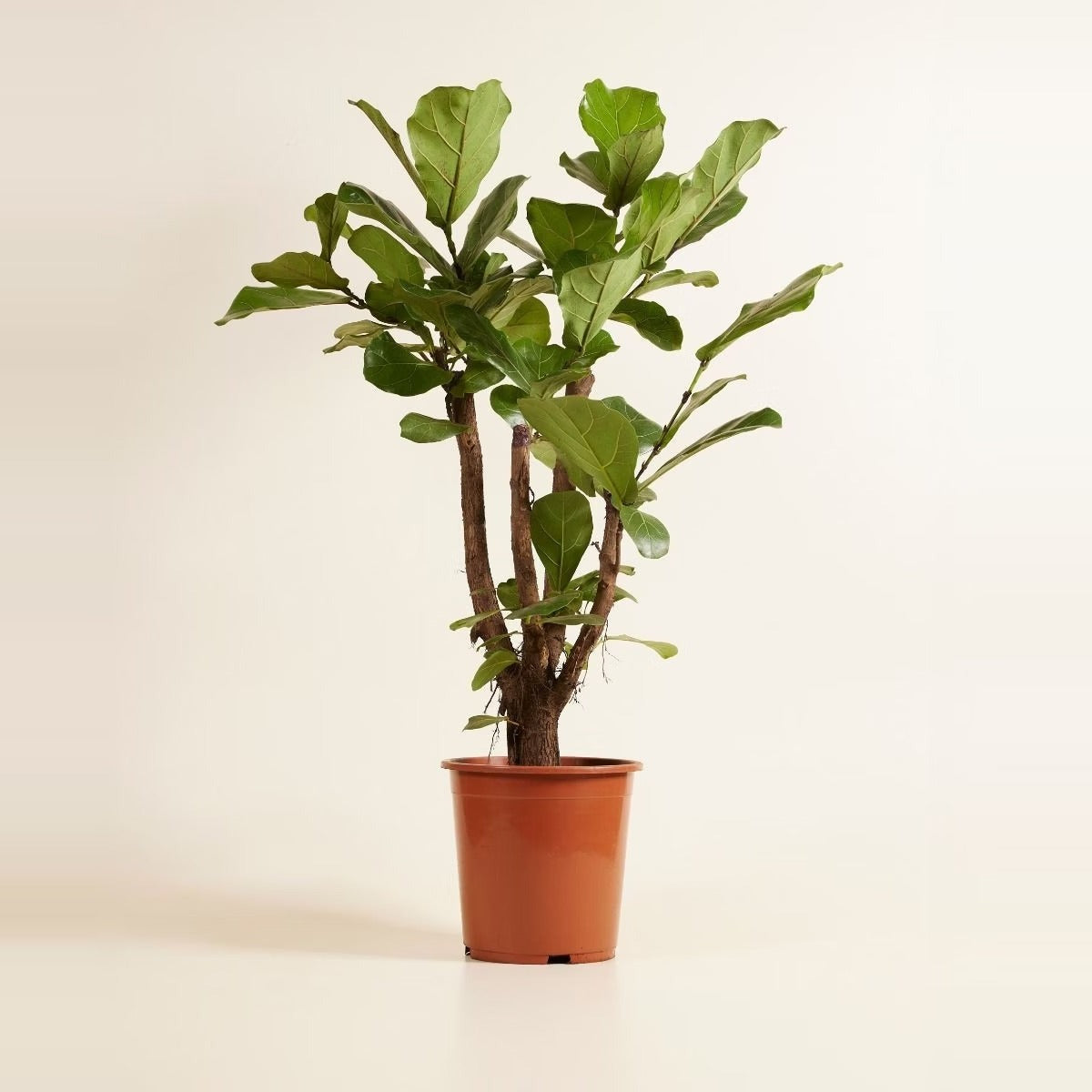 Premium Plants — three rare premium statement houseplants - a variegated monstera, a large alocasia and a philodendron - in tall cream ceramic designer pots