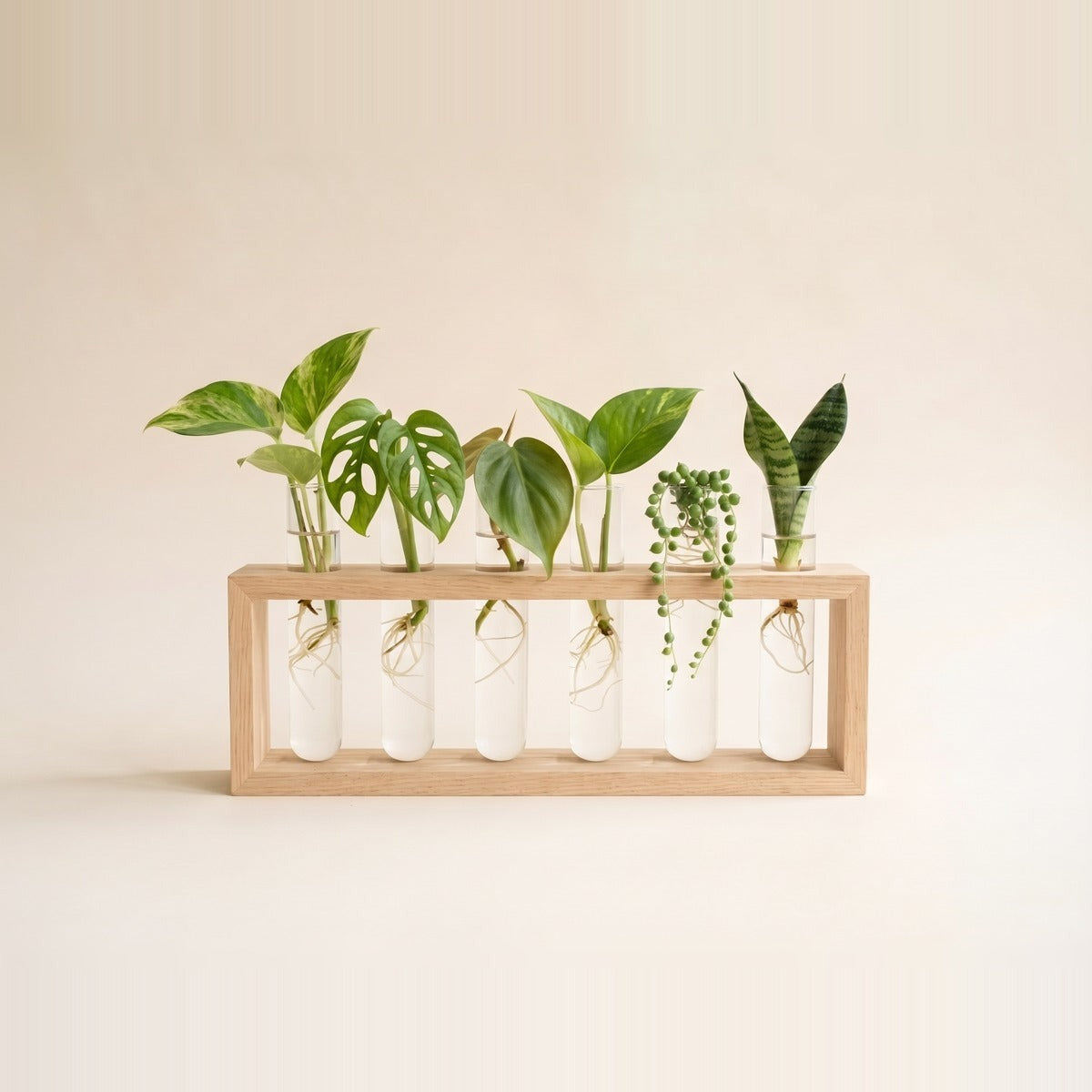 Propagation stations — a wooden and brass propagation station with clear glass test tubes holding plant cuttings rooting in water, beside a single glass rooting vase