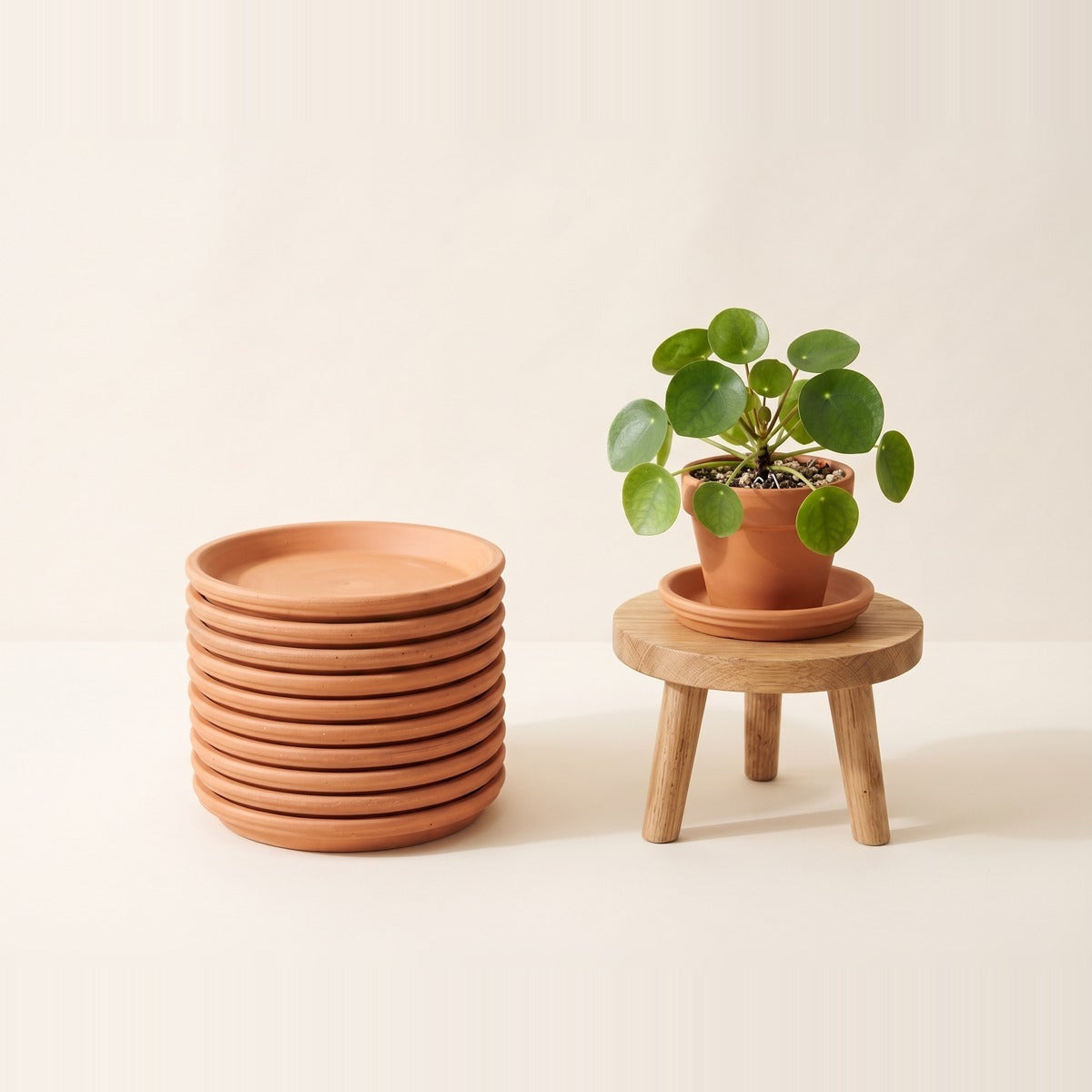 Saucers, Trays & Pot Stands — round terracotta and ceramic pot saucers stacked and fanned out, plus a low wooden pot stand with a small plant