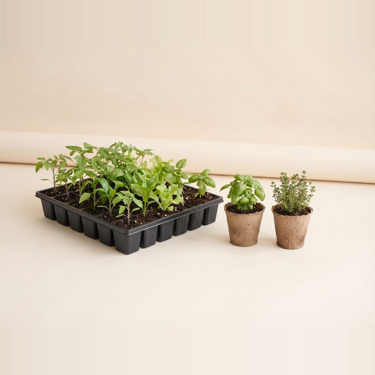 Vegetable & Herb Seedlings — young vegetable and herb seedlings - tomato, lettuce, basil and pepper - in small starter pots with dark soil