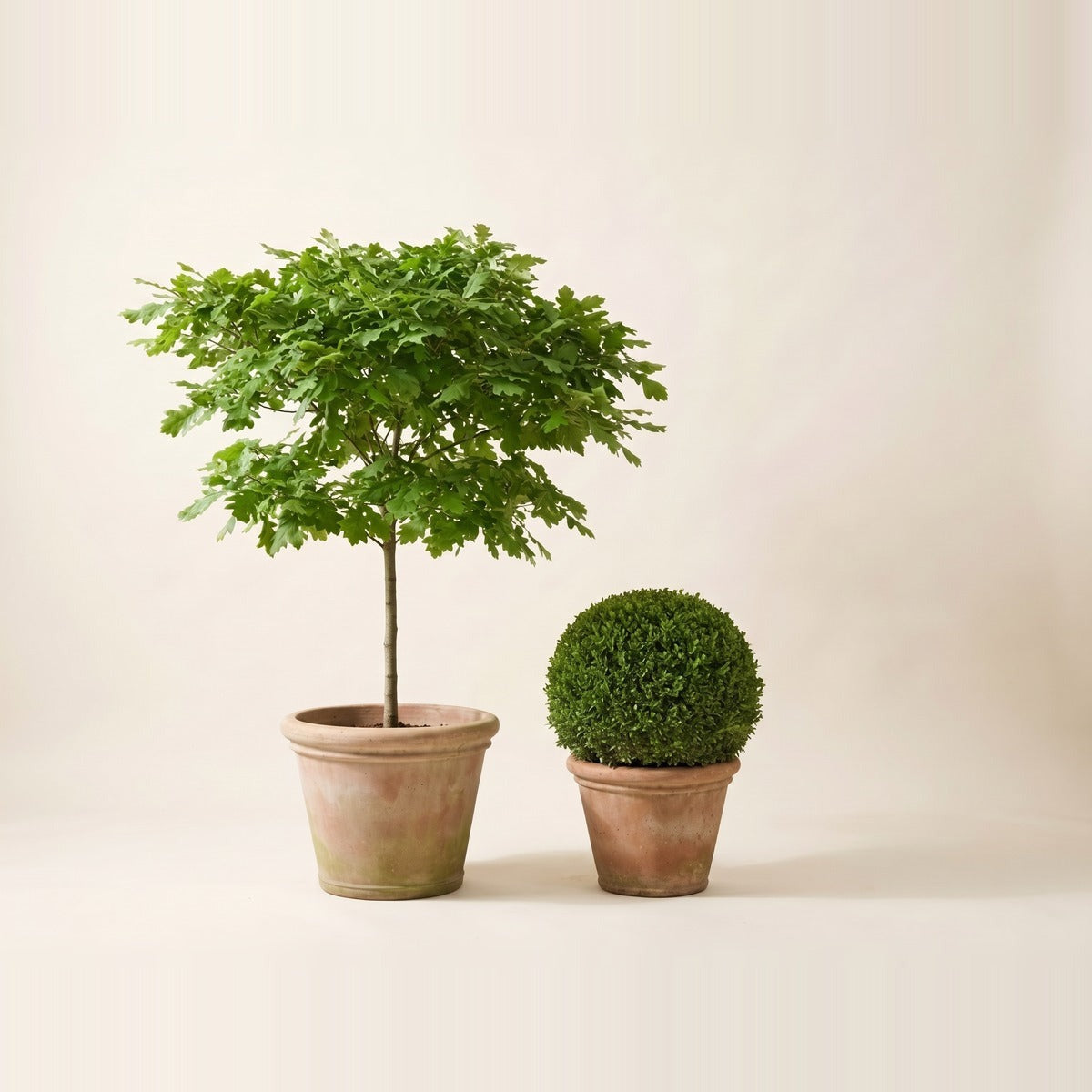 Shade Trees & Hedges — tall garden shade trees and a dense clipped hedge shrub in very large terracotta pots